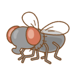 ハエを効果的に捕まえる方法とは？