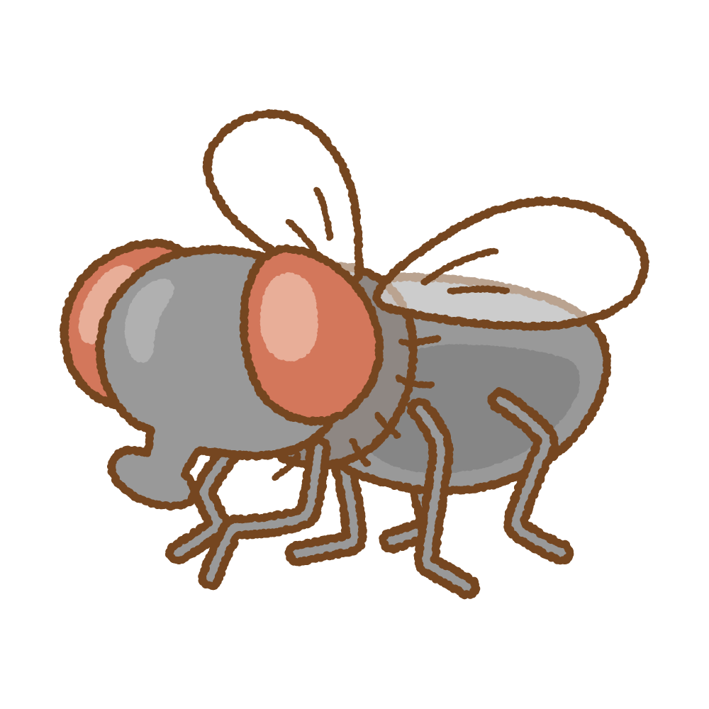 ハエを効果的に捕まえる方法とは？