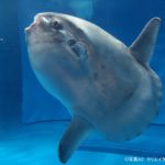 デリケートすぎるマンボウの死因に注目！その真実とは？