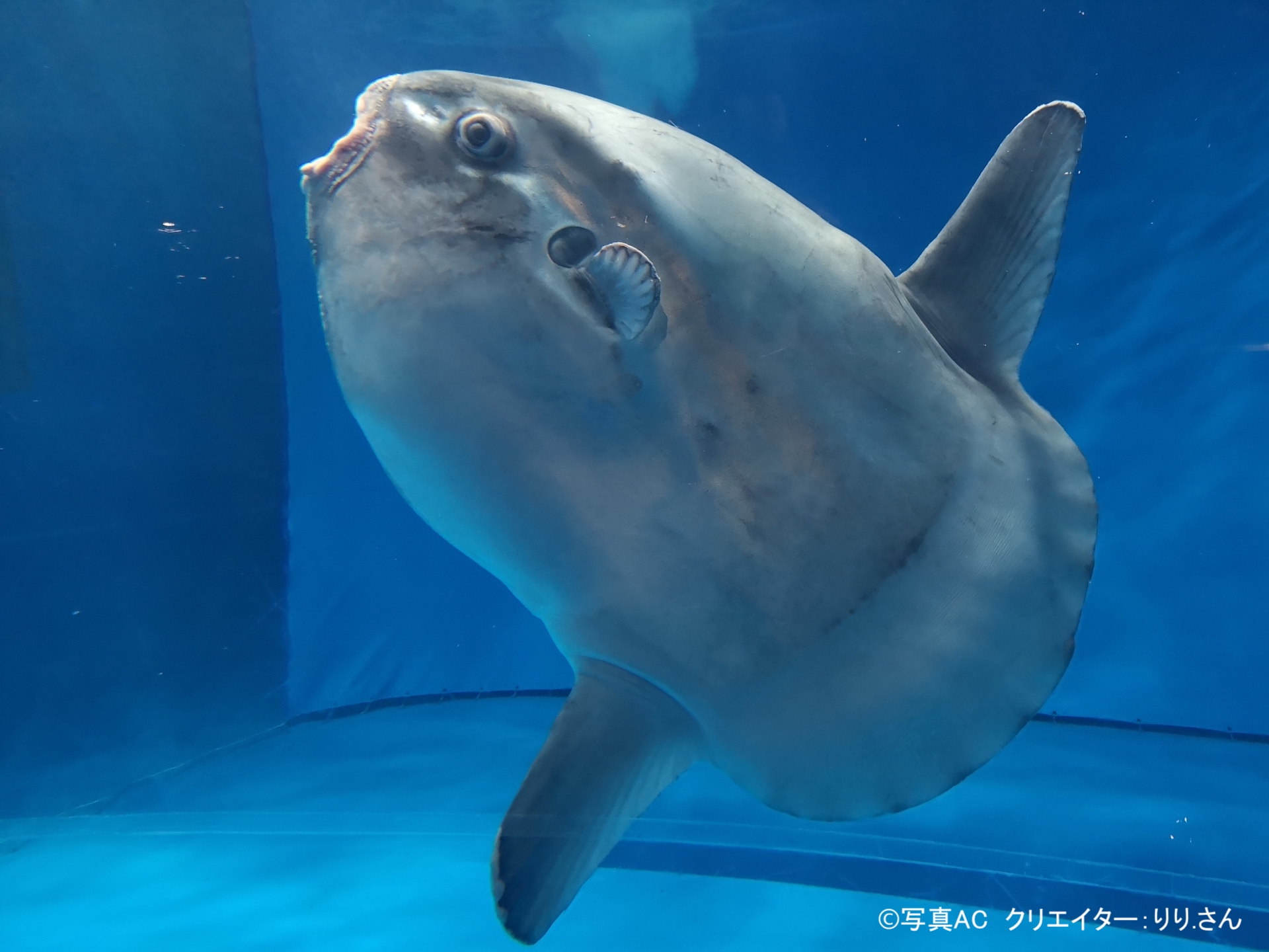 デリケートすぎるマンボウの死因に注目！その真実とは？