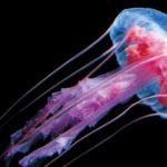 クラゲの謎に迫る！脳も心臓もない生き物の生存戦略とは？