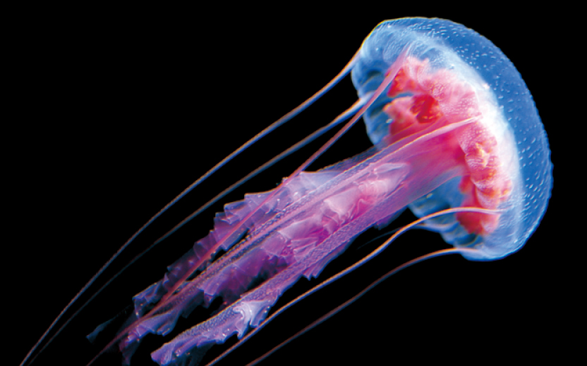 クラゲの謎に迫る！脳も心臓もない生き物の生存戦略とは？