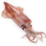 会話のネタになる！イカに関する面白い雑学集