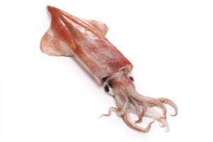 会話のネタになる！イカに関する面白い雑学集