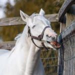 競馬好き必見！馬名にまつわる面白エトセトラ