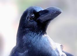 烏（カラス）の驚くべき知能に迫る！ゴリラ級の賢さも？