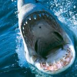 あなたもサメに詳しくなる！サメに関する不思議な事実とは？