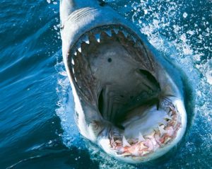 あなたもサメに詳しくなる！サメに関する不思議な事実とは？