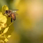 ミツバチは意外と人間には手を出さない理由【雑学】
