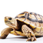 カメは肺呼吸だけど、呼吸は尻から！驚きの事実が明らかに