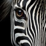 シマウマの鳴き声は意外なもの？驚きの事実が明らかに！