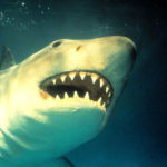 サメアタックで体の半分が食いちぎられる恐怖、目撃者が語る衝撃の証言