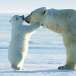 ホッキョクグマの毛がぬけると肌は黒いって本当?