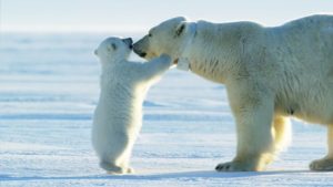 ホッキョクグマの毛がぬけると肌は黒いって本当?