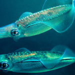 イカの心臓が3つある驚きの事実