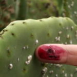 ヨーグルトに混入？カイガラムシ色素騒動の真相とは