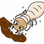 シロアリの天敵は意外なアリ！驚愕の事実に迫る