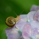 カタツムリがコンクリートを食べる驚くべき事実とは！？【雑学】