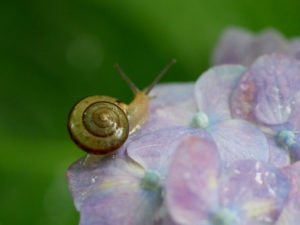 カタツムリがコンクリートを食べる驚くべき事実とは！？【雑学】
