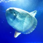 マンボウ最弱伝説はウソ！ジャンプで衝撃死や太陽光で死ぬなどの都市伝説を解説