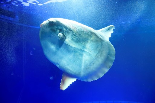 マンボウ最弱伝説はウソ！ジャンプで衝撃死や太陽光で死ぬなどの都市伝説を解説