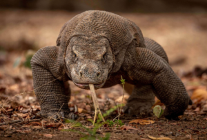 コモドドラゴンの生息地が広がらない意外な理由とは？