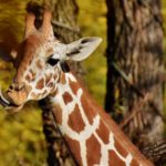 驚くべき事実！キリンの舌はなんと30センチもある！