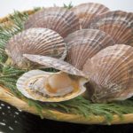 ホタテの知られざる秘密！目が60～120個もある驚きの事実とは？