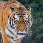 トラの狩り成功率は実は5～10％!?　生物学者が解説する驚きの事実とは