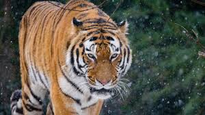 トラの狩り成功率は実は5～10％!?　生物学者が解説する驚きの事実とは