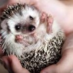 動物カフェでのハリネズミとの接し方に注意！「触らないでアピール」の理由とは？