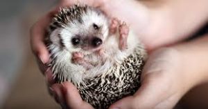 動物カフェでのハリネズミとの接し方に注意！「触らないでアピール」の理由とは？