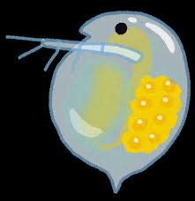 ミジンコの神秘的な本能が明らかに！危険を感じると頭がトガる理由とは？