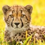 チーターの顔の線と野球選手のアレの共通点とは？