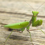 カマキリの世界で起きる驚愕の交尾行動！メスがオスを捕食する理由とは？