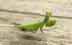 カマキリの世界で起きる驚愕の交尾行動！メスがオスを捕食する理由とは？