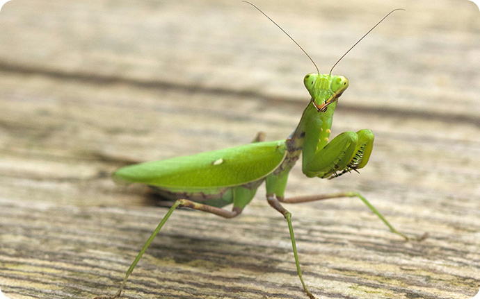 カマキリの世界で起きる驚愕の交尾行動！メスがオスを捕食する理由とは？