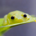 メスのカエルが交尾を避けるために死んだふりをする新研究の発見！【雑学】