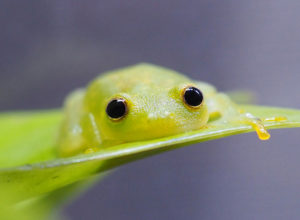 メスのカエルが交尾を避けるために死んだふりをする新研究の発見！【雑学】