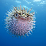 「ハリセンボン」の謎に迫る！針の数を知らずして語るなかれ