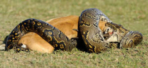 全長７ｍの巨大ヘビが女性を丸呑みに - インドネシアで恐るべき事件