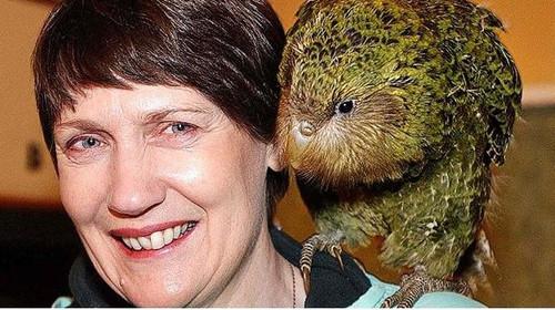 鳥カカポに「記録的な繁殖期」、残り147羽で生存が脅かされる珍種