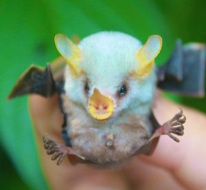 モフモフな生き物が大きな葉っぱに！シロヘラコウモリの魅力とは？