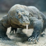 世界最大級のトカゲ・コモドドラゴンの魅力とは？
