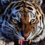 人食いトラ射殺の駆除手法に批判の声も