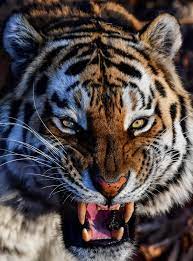 人食いトラ射殺の駆除手法に批判の声も