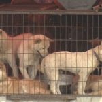 韓国で非難を浴びる“犬食文化”の実態とは？国際社会からの批判が急増中！