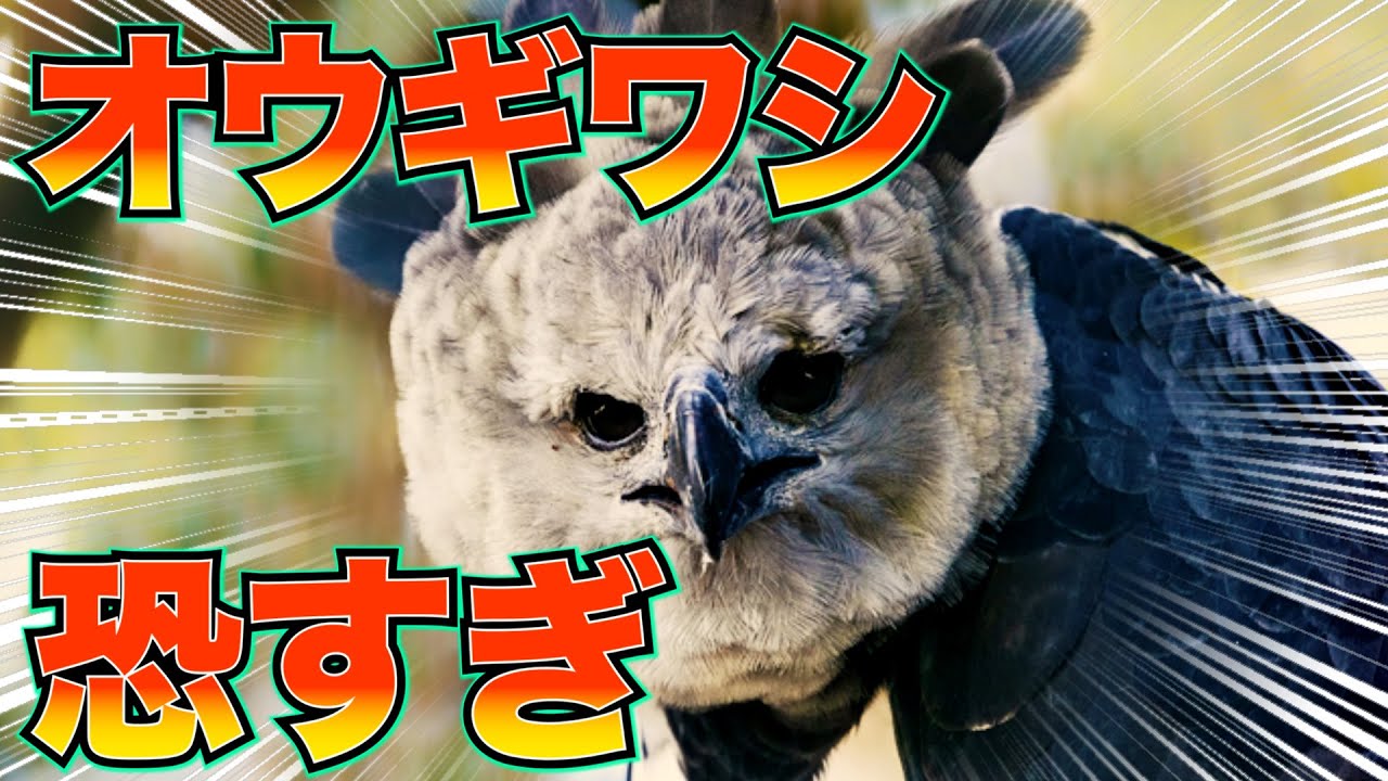 「オウギワシ」の能力が高すぎる！その驚異の力を探る
