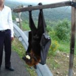 ネットで話題の人間サイズの巨大コウモリ！？