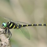 「オニヤンマのハイスペックさとは？虫たちを恐れさせる理由とは」